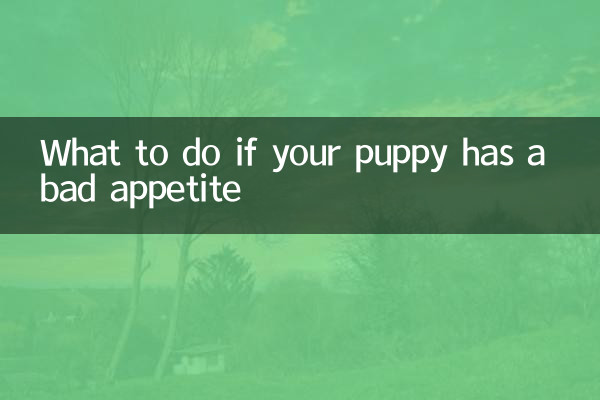 আপনার কুকুরছানা একটি খারাপ ক্ষুধা থাকলে কি করবেন