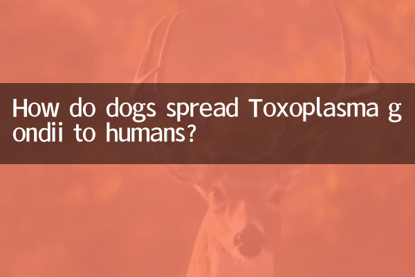 How do dogs spread Toxoplasma gondii to humans?