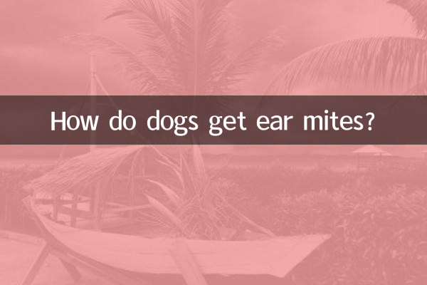 ¿Cómo contraen los perros los ácaros del oído?