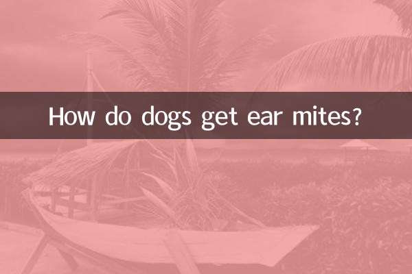 Как собаки заражаются ушными клещами?