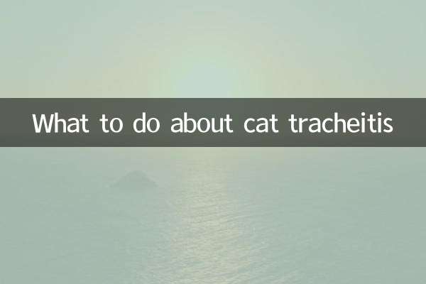 What to do about cat tracheitis