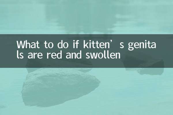 What to do if kitten’s genitals are red and swollen
