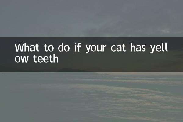 Cosa fare se il tuo gatto ha i denti gialli?