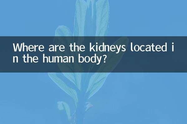 گردے انسانی جسم میں کہاں واقع ہیں؟