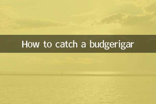 چگونه یک طوطی طوطی صید کنیم