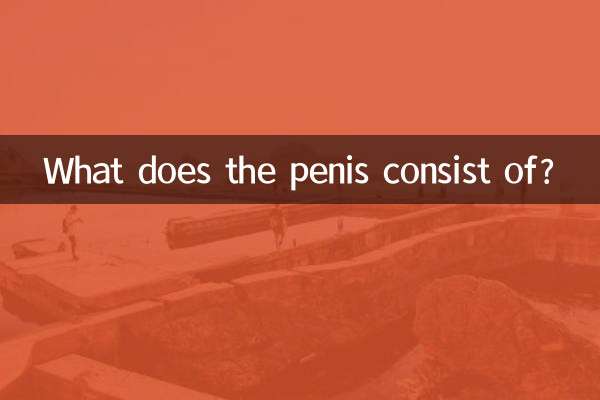 Из чего состоит пенис?