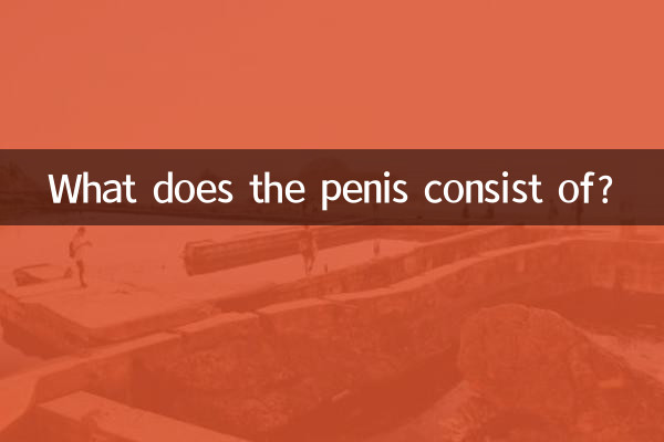 Из чего состоит пенис?