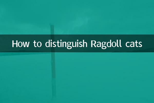 چگونه گربه های راگدول را تشخیص دهیم