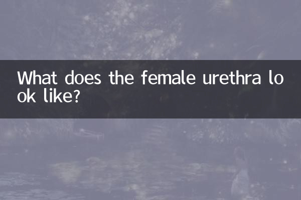 महिला मूत्रमार्ग कैसा दिखता है?