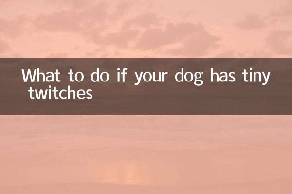 Qué hacer si tu perro tiene pequeños tics