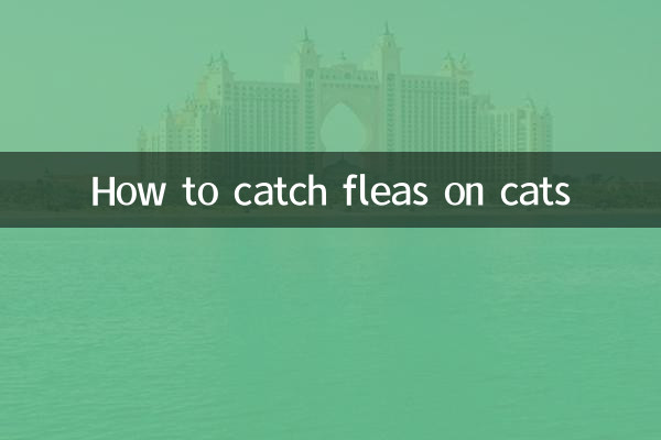 고양이의 벼룩을 잡는 방법