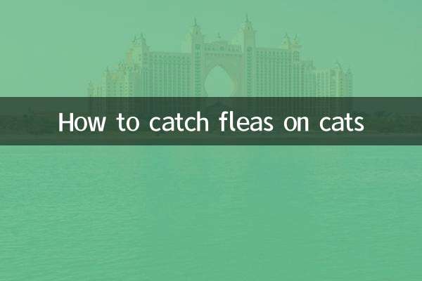 고양이의 벼룩을 잡는 방법