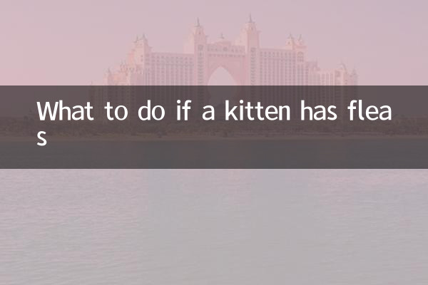 O que fazer se um gatinho tiver pulgas