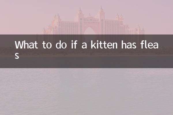 子猫にノミがいたらどうするか