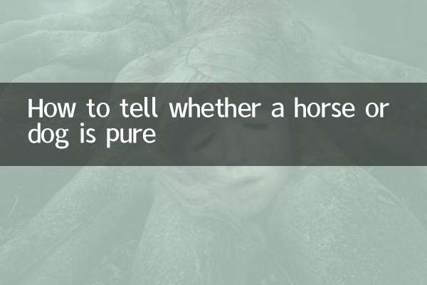 怎麼分辨馬犬純不純