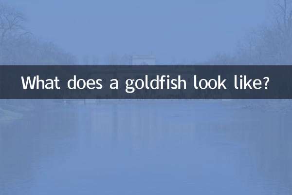 What does a goldfish look like?