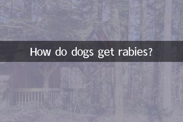 Como os cães contraem raiva?