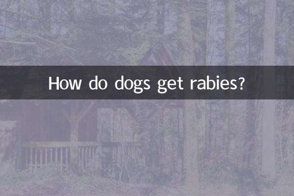 狗狂犬病怎麼得的