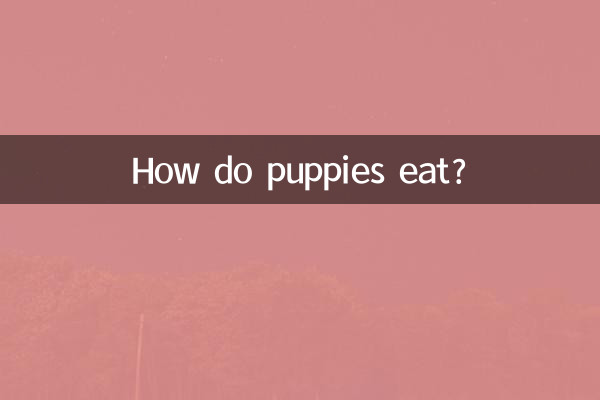 ¿Cómo comen los cachorros?