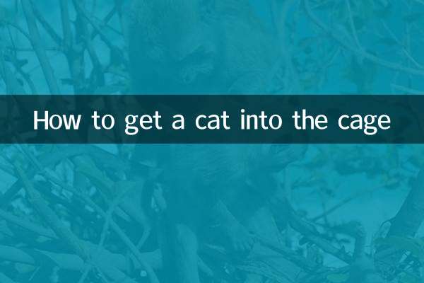 Como colocar um gato na gaiola