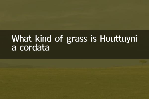 Che tipo di erba è Houttuynia cordata?