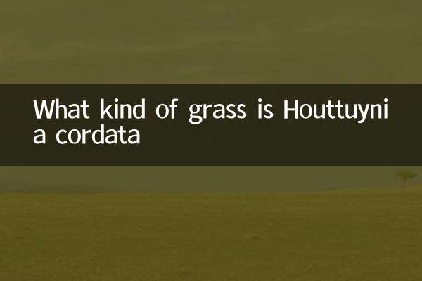 What kind of grass is Houttuynia cordata