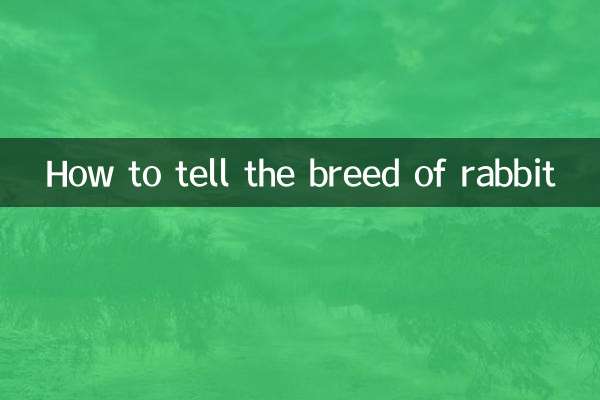 How to tell the breed of rabbit