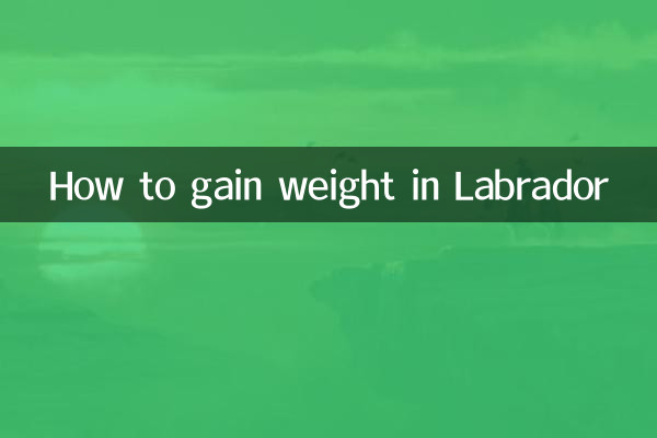 نحوه افزایش وزن در لابرادور