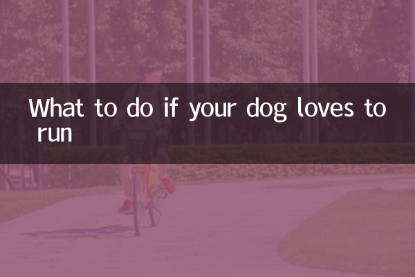 Qué hacer si a tu perro le encanta correr