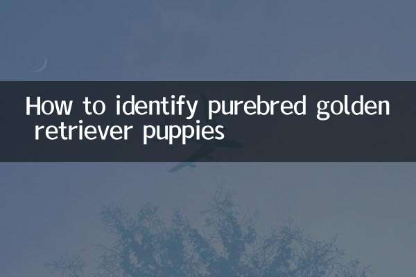 How to identify purebred golden retriever puppies