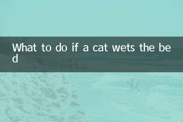 貓咪尿床怎麼辦