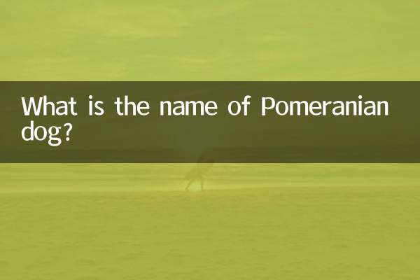 포메라니안 강아지 이름이 뭔가요?