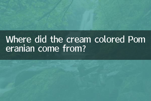 奶油色博美犬怎麼來的