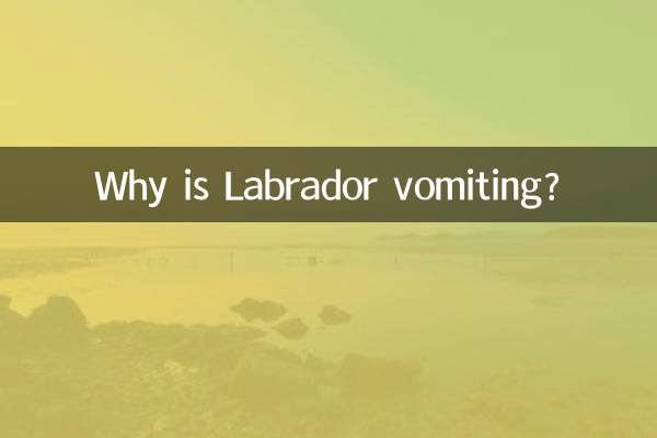 Perché il Labrador vomita?