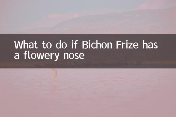 Qué hacer si Bichón Frisé tiene la nariz florida