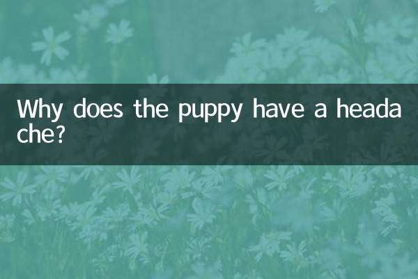 Por que o cachorrinho está com dor de cabeça?