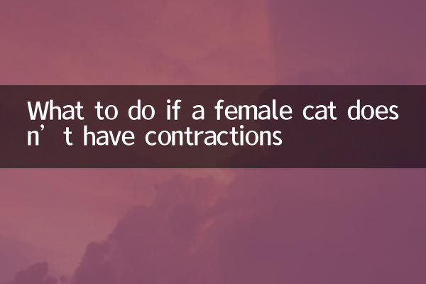 What to do if a female cat doesn’t have contractions