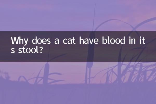 Por que um gato tem sangue nas fezes?