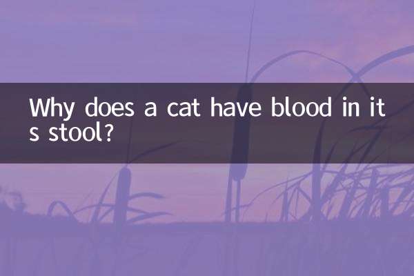 Por que um gato tem sangue nas fezes?