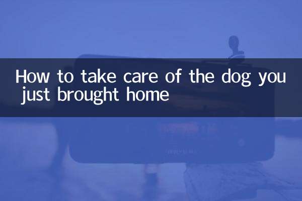 刚带回来的狗怎么养