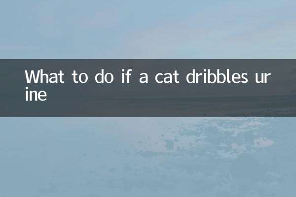 猫がオシッコを垂れ流した場合の対処法