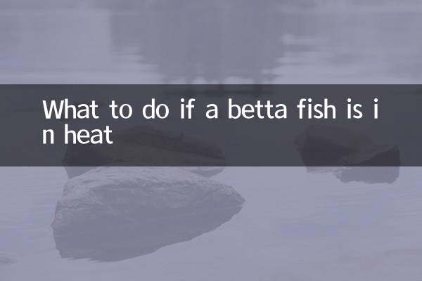 베타 물고기가 발정기 상태라면 어떻게 해야 할까요?