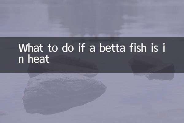 베타 물고기가 발정기 상태라면 어떻게 해야 할까요?