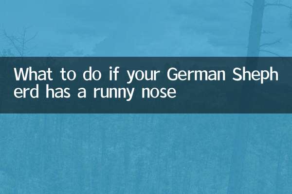 Was tun, wenn Ihr Deutscher Schäferhund eine laufende Nase hat?
