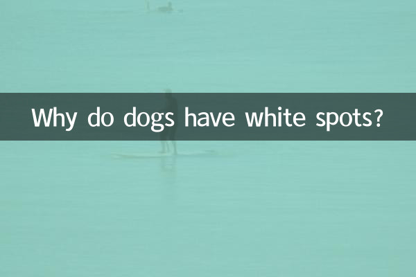 لماذا الكلاب لديها بقع بيضاء؟