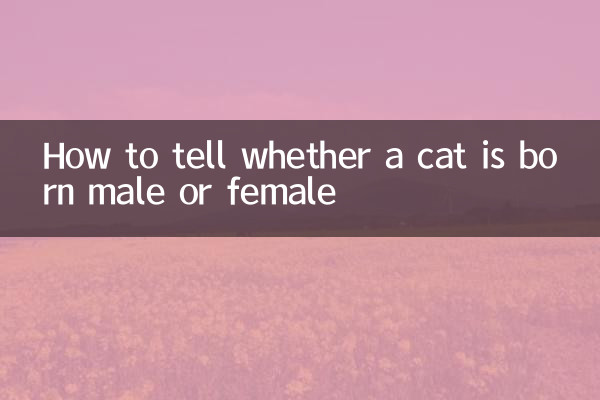 Como saber se um gato nasce macho ou fêmea