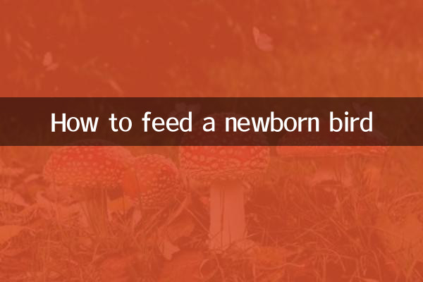 نوزائیدہ پرندے کو کیسے کھانا کھلانا ہے