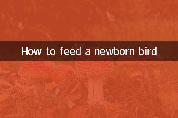 갓 태어난 새에게 먹이를 주는 방법