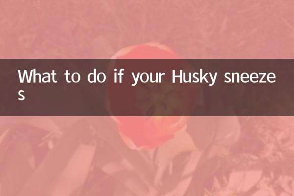 What to do if your Husky sneezes