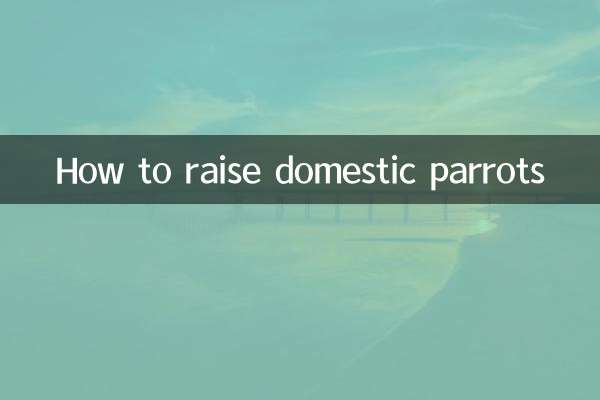 국내 앵무새를 키우는 방법